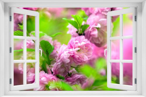 Fototapeta Naklejka Na Ścianę Okno 3D - Oriental cherry blossom