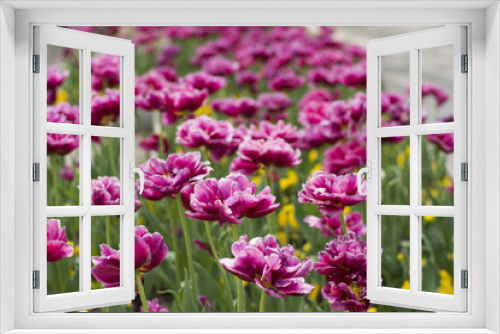 Fototapeta Naklejka Na Ścianę Okno 3D - Spring blossom of pink tulips in park
