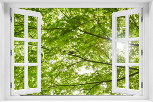Fototapeta Naklejka Na Ścianę Okno 3D - 新緑の木洩れ日