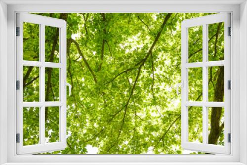 Fototapeta Naklejka Na Ścianę Okno 3D - 新緑の木洩れ日
