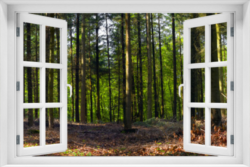 Fototapeta Naklejka Na Ścianę Okno 3D - Mixed forest