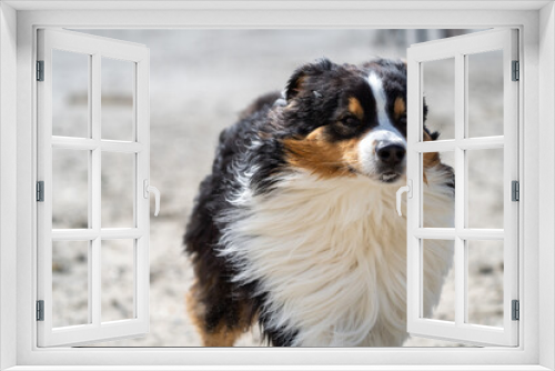 Fototapeta Naklejka Na Ścianę Okno 3D - bernese mountain dog on the beach