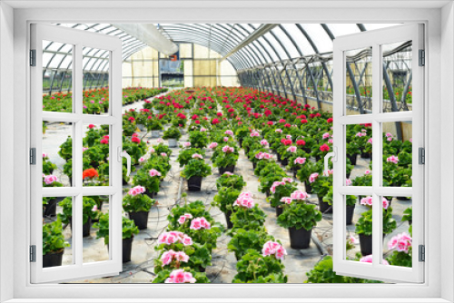 Fototapeta Naklejka Na Ścianę Okno 3D - serre coltivazione gerani