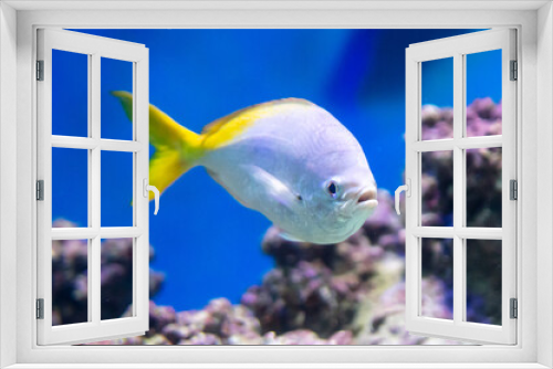 Fototapeta Naklejka Na Ścianę Okno 3D - Tropical fish swimming in the aquarium. Beautiful colorful fishes in the aquarium