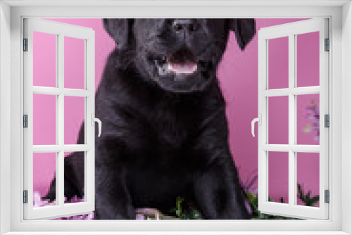 Fototapeta Naklejka Na Ścianę Okno 3D - Puppy breed labrador