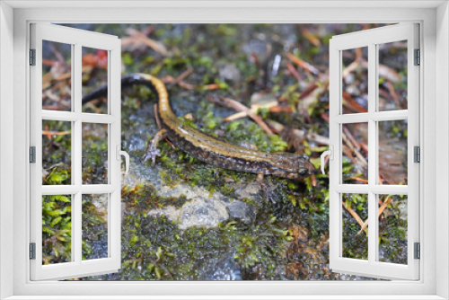 Fototapeta Naklejka Na Ścianę Okno 3D - Closeup on a Dunn's salamander, Plethodon dunni at Columbia river Gorge, Oregon