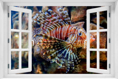 Fototapeta Naklejka Na Ścianę Okno 3D - Feuerfisch 