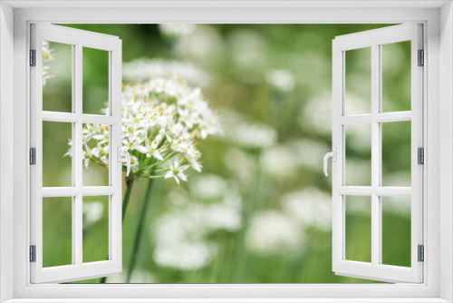Fototapeta Naklejka Na Ścianę Okno 3D - 花畑の白いニラの花