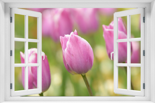 Fototapeta Naklejka Na Ścianę Okno 3D - Tulips, Tulip