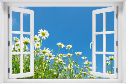 Fototapeta Naklejka Na Ścianę Okno 3D - White camomiles