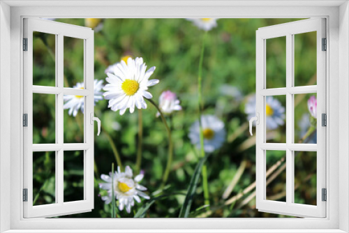 Fototapeta Naklejka Na Ścianę Okno 3D - Summer meadow with white daisy flowers and green grass