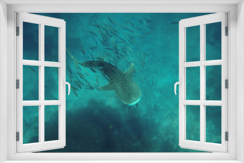 Fototapeta Naklejka Na Ścianę Okno 3D - Whale shark
