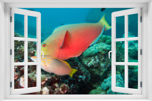 Fototapeta Naklejka Na Ścianę Okno 3D - Underwater photography of two fishes, including a parrot fish, swimming in ocean