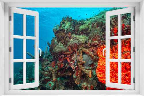 Fototapeta Naklejka Na Ścianę Okno 3D - Caribbean coral garden off the coast the island of Roatan, Honduras