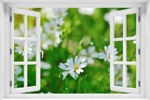Fototapeta Naklejka Na Ścianę Okno 3D - Stellaria blooms on May green meadow
