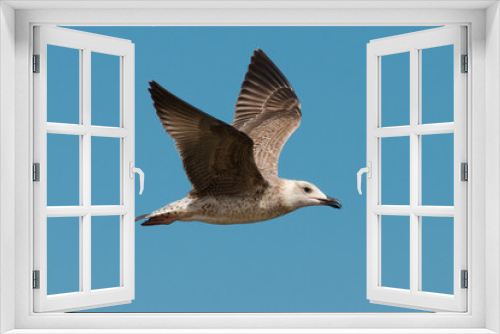 Fototapeta Naklejka Na Ścianę Okno 3D - cormorant flying