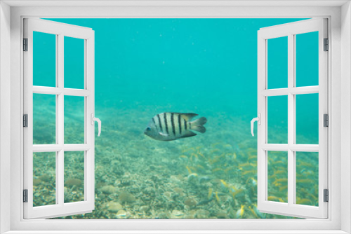 Fototapeta Naklejka Na Ścianę Okno 3D - Underwater photography of a striped fish swimming