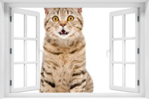 Fototapeta Naklejka Na Ścianę Okno 3D - Portrait of a beautiful cat Scottish Straight 