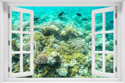 Fototapeta Naklejka Na Ścianę Okno 3D - exotic marine life near Maldives island