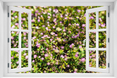 Fototapeta Naklejka Na Ścianę Okno 3D - Close up view of pink flowers in the garden.