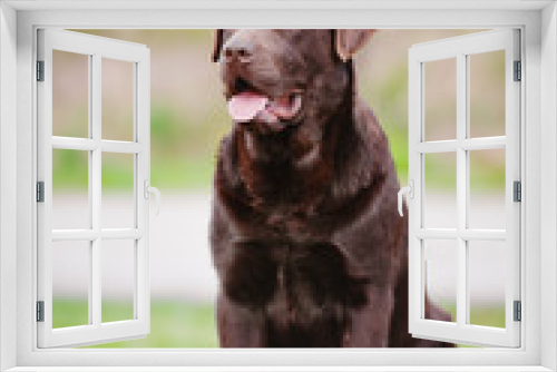 Fototapeta Naklejka Na Ścianę Okno 3D - brown labrador retriever dog sitting
