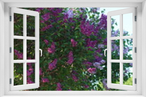 Fototapeta Naklejka Na Ścianę Okno 3D - bushes of blooming lilac in city, beautiful purple flowering trees in park or in meadow. white, lilac and burgundy branches of trees with flowers, scent of flowers. decorations of botanical garden