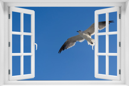 Fototapeta Naklejka Na Ścianę Okno 3D - Seagull flying