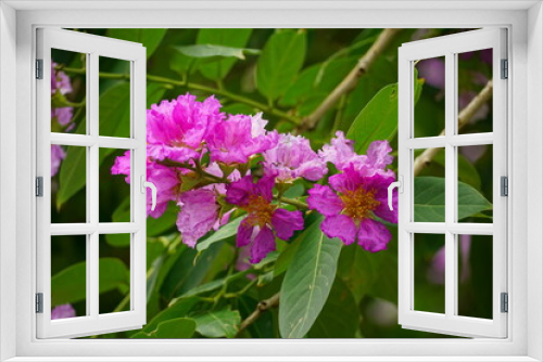 Fototapeta Naklejka Na Ścianę Okno 3D - Lagerstroemia speciosa flowers bloom in summer