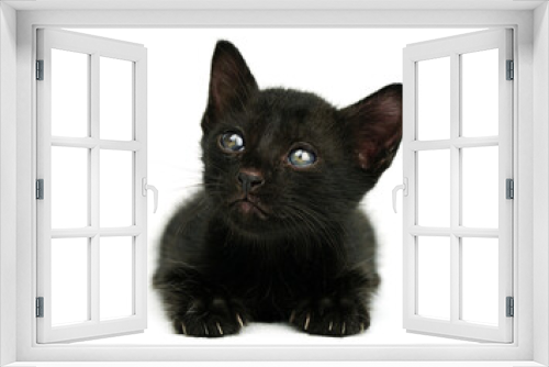 Fototapeta Naklejka Na Ścianę Okno 3D - Black little kitten sitting down and looking beside of camera on a white background. Black cat. Selective of eye focus.