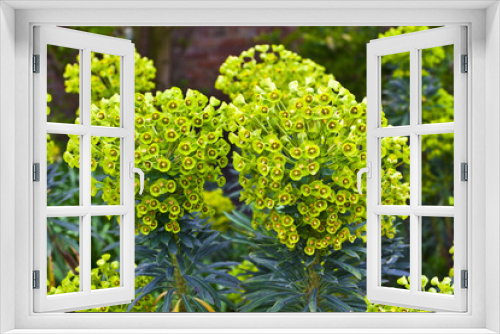 Fototapeta Naklejka Na Ścianę Okno 3D - Euphorbia flowering evergreen plant in a garden.