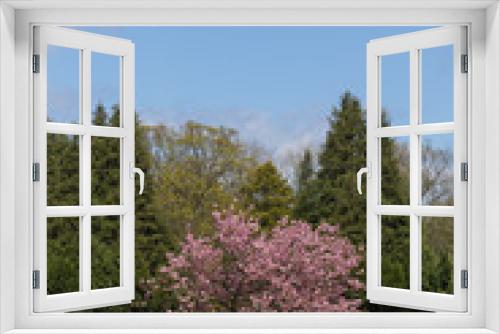 Fototapeta Naklejka Na Ścianę Okno 3D - Blossoming Accolade Cherry Tree.