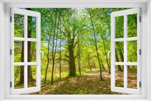 Fototapeta Naklejka Na Ścianę Okno 3D - Green springtime forest
