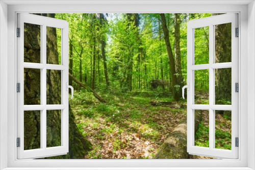 Fototapeta Naklejka Na Ścianę Okno 3D - Green springtime forest