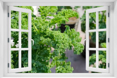 Fototapeta Naklejka Na Ścianę Okno 3D - Growing kale in containers.  Fresh green vegetable