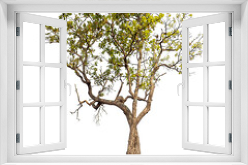 Fototapeta Naklejka Na Ścianę Okno 3D - Tree isolated on transparent background with clipping path and alpha channel..