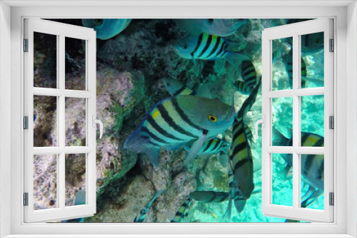 Fototapeta Naklejka Na Ścianę Okno 3D - Sergeant Major fish swims among the corals