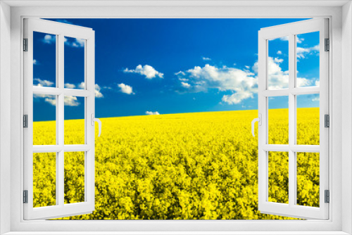 Fototapeta Naklejka Na Ścianę Okno 3D - Rapsfeld im Frühling, blauer Himmel