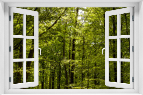 Fototapeta Naklejka Na Ścianę Okno 3D - Wald im Frühling