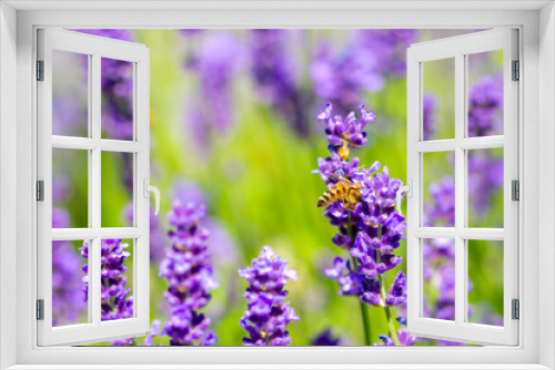 Fototapeta Naklejka Na Ścianę Okno 3D - Spring lavender flowers under sunlight. Bees pollinate flowers and collect pollen. Lavender honey. Beautiful landscape of nature with a panoramic view. Hi spring. long banner