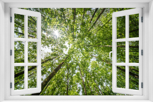 Fototapeta Naklejka Na Ścianę Okno 3D - The view is of a tree trunk covered in lush green leaves