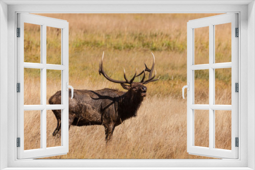 Fototapeta Naklejka Na Ścianę Okno 3D - Bull Elk Bugling