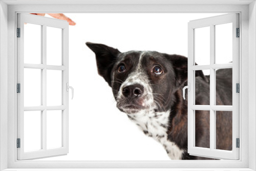 Fototapeta Naklejka Na Ścianę Okno 3D - Bad Dog Being Scolded By Owner