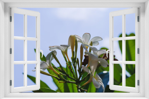 Fototapeta Naklejka Na Ścianę Okno 3D - Plumeria white