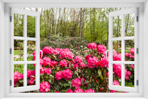 Fototapeta Naklejka Na Ścianę Okno 3D - Rhododendren