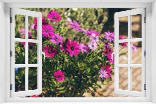 Fototapeta Naklejka Na Ścianę Okno 3D - Colorful potted summer flowers