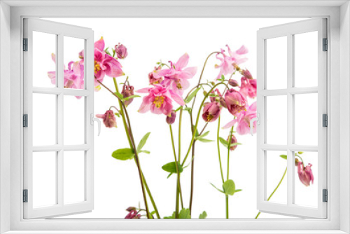 Fototapeta Naklejka Na Ścianę Okno 3D - aquilegia flower isolated