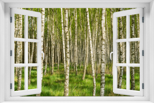 Fototapeta Naklejka Na Ścianę Okno 3D - Spring birch grove - Landscape