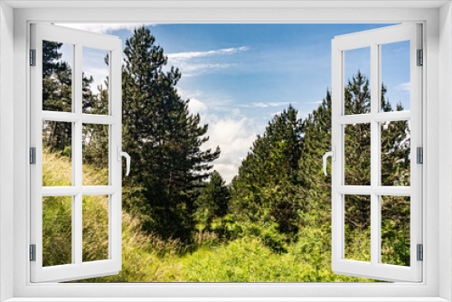 Fototapeta Naklejka Na Ścianę Okno 3D - Walking through the middle of a forest in northern Spain