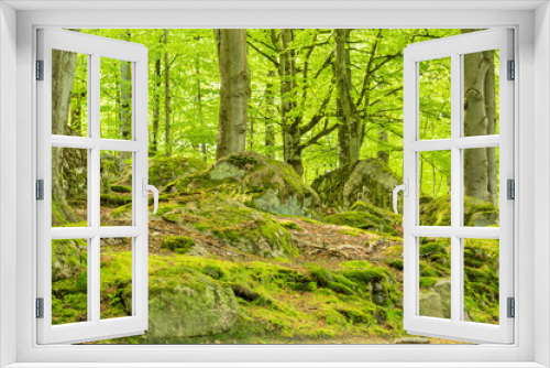 Fototapeta Naklejka Na Ścianę Okno 3D - Beech forest