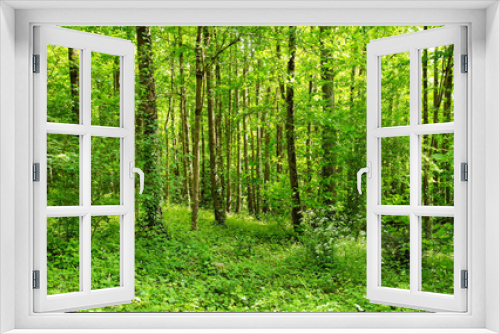 Fototapeta Naklejka Na Ścianę Okno 3D - Forêt